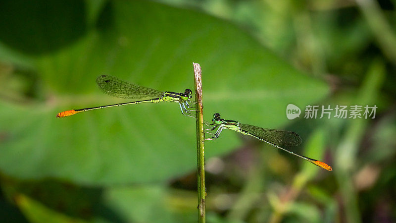 变枝或针状枝，(Agriocnemis femina)，豆娘，钩翅目。